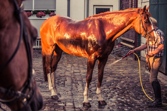 Wie wasche ich mein Pferd?