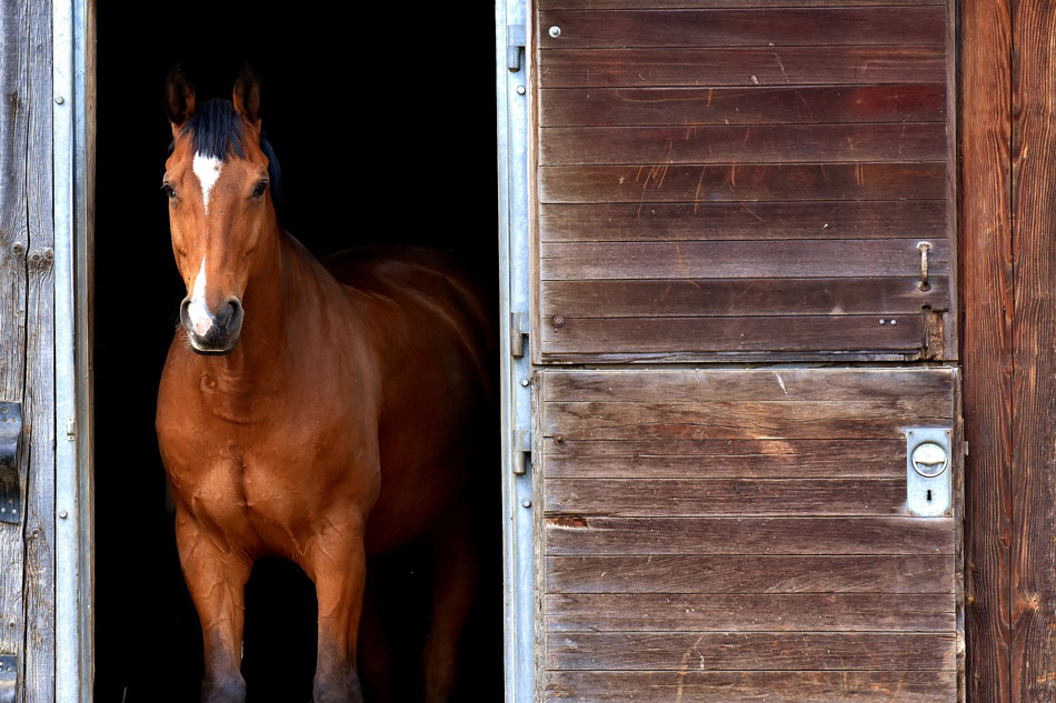 Umstellung auf die Stallfütterung